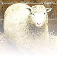 Cloning - Dolly the sheep